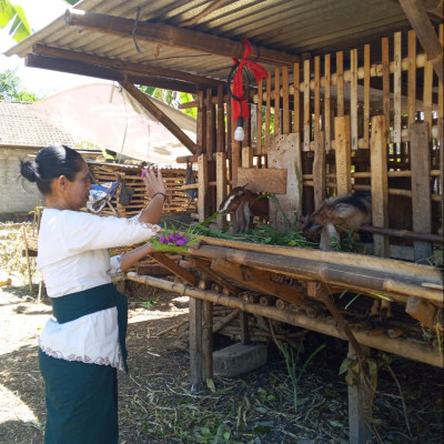 Tumpek Uye Tak Berhenti pada Ritual, Umat Hindu Gunungkidul Lepas 20 Perkutut untuk Jaga Kelestarian Satwa